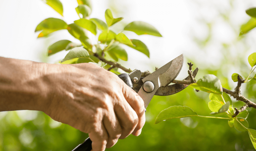 Tree Pruning